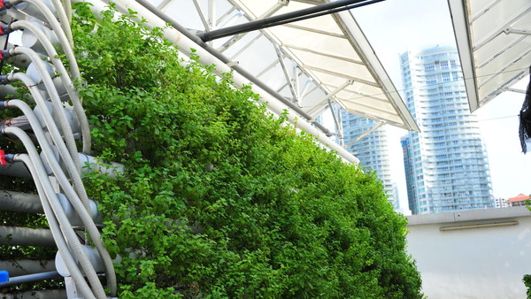 ▲新加坡新創公司「Comcrop」在城市大樓的屋頂上建置屋頂農場。（圖／Comcrop官網）