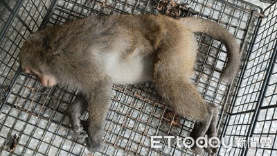 獼猴闖台東校園與老師四眼對望　吹箭2次失敗出動圍網收服「師生解封」