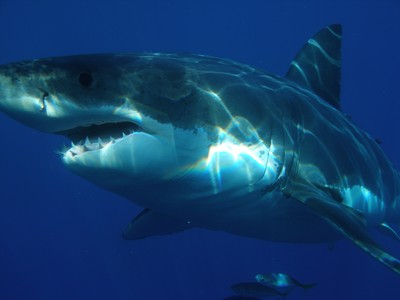 澳洲今年第3起「鯊魚咬死人」！他遭3公尺白鯊狠啃左腳...當場慘死