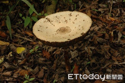 出遊野菜別亂採！「有毒二株」藏低海拔山區　年年有人中鏢