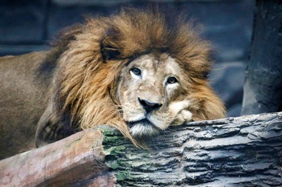 最遲7月斷糧! 印尼動物園將採取最壞情況:「宰鹿」餵虎、獅