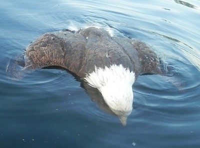 幼鳥遭劫走！母潛鳥怒搏白頭海鵰「一嘴插進心臟」戳死對方