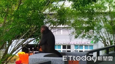 捕獸夾斷了牠的掌　獼猴悲情還沒結束…被逐出群體！流浪到南化國小