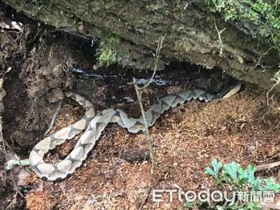 巧遇最強的落葉偽裝術　深山特遣隊員首見百步蛇