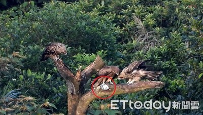 孩子吃飯囉！黑鳶爸開心送魚回家　腳滑「整尾消失」全家傻眼