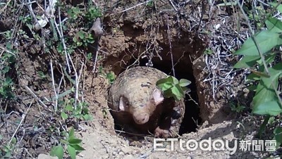 新鮮土＋超深洞穴！巧遇「短短肥萌」穿山甲外出　森林管護員超幸運