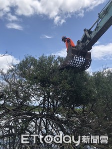 歐盟列為百大入侵種「巫婆鳥」埃及聖䴉　屏東啟動移除作業