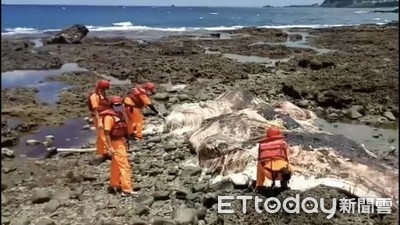 10公尺長抹香鯨陳屍蘭嶼紅頭岸際　海巡送成大鯨豚中心研究