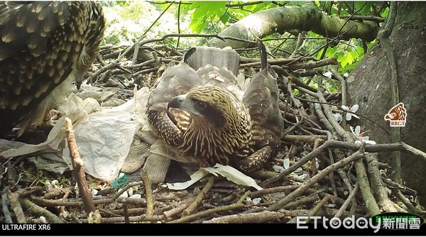 黑鳶家裡越亂越強大。（圖／台灣猛禽研究會授權使用，請勿任意翻攝）