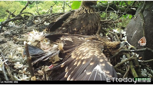 黑鳶家裡越亂越強大。（圖／台灣猛禽研究會授權使用，請勿任意翻攝）