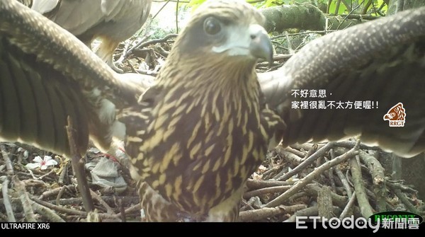 黑鳶家裡越亂越強大。（圖／台灣猛禽研究會授權使用，請勿任意翻攝）