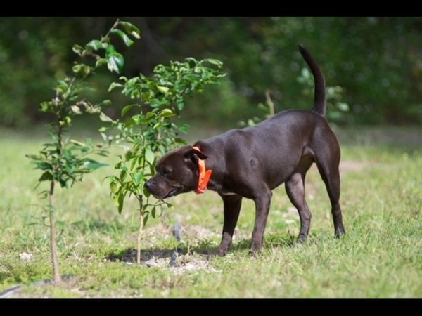 ▲犬隻透過靈敏的嗅覺於野外監測柑橘黃龍病患病植株的特殊氣味。（圖／citrusindustry）