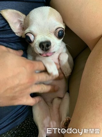 ▲害怕吃藥!吉娃娃狂發抖「凸眼開戰媽」 網笑:懂找靠山。(圖/粉專「吉娃娃咕咕Gugu」提供) ▲害怕吃藥!吉娃娃狂發抖「凸眼開戰媽」 網笑:懂找靠山。(圖/粉專「吉娃娃咕咕Gugu」提供)