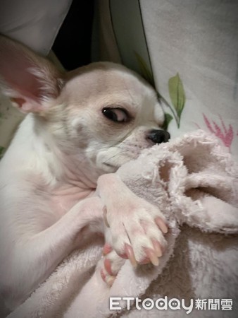 ▲害怕吃藥!吉娃娃狂發抖「凸眼開戰媽」 網笑:懂找靠山。(圖/粉專「吉娃娃咕咕Gugu」提供) ▲害怕吃藥!吉娃娃狂發抖「凸眼開戰媽」 網笑:懂找靠山。(圖/粉專「吉娃娃咕咕Gugu」提供)