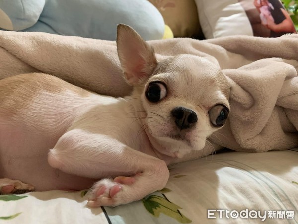 ▲害怕吃藥!吉娃娃狂發抖「凸眼開戰媽」 網笑:懂找靠山。(圖/粉專「吉娃娃咕咕Gugu」提供) ▲害怕吃藥!吉娃娃狂發抖「凸眼開戰媽」 網笑:懂找靠山。(圖/粉專「吉娃娃咕咕Gugu」提供)