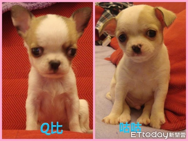 ▲害怕吃藥!吉娃娃狂發抖「凸眼開戰媽」 網笑:懂找靠山。(圖/粉專「吉娃娃咕咕Gugu」提供) ▲害怕吃藥!吉娃娃狂發抖「凸眼開戰媽」 網笑:懂找靠山。(圖/粉專「吉娃娃咕咕Gugu」提供)