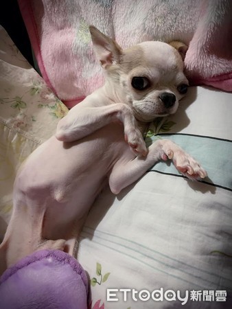 ▲害怕吃藥!吉娃娃狂發抖「凸眼開戰媽」 網笑:懂找靠山。(圖/粉專「吉娃娃咕咕Gugu」提供) ▲害怕吃藥!吉娃娃狂發抖「凸眼開戰媽」 網笑:懂找靠山。(圖/粉專「吉娃娃咕咕Gugu」提供)