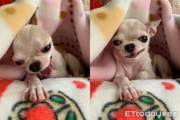 ▲害怕吃藥!吉娃娃狂發抖「凸眼開戰媽」 網笑:懂找靠山。(圖/粉專「吉娃娃咕咕Gugu」提供) ▲害怕吃藥!吉娃娃狂發抖「凸眼開戰媽」 網笑:懂找靠山。(圖/粉專「吉娃娃咕咕Gugu」提供)