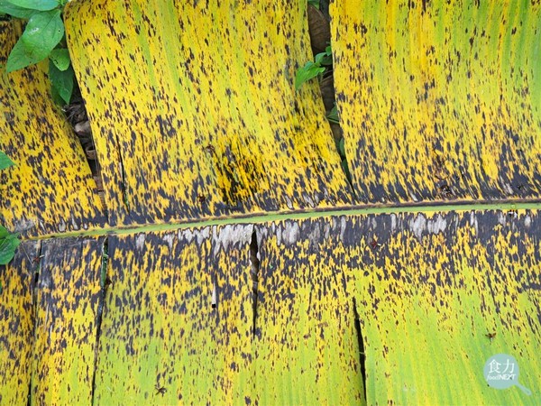 ▲「香蕉葉斑病」被視為危害全球香蕉產區最嚴重的病害之一。（圖／食力 foodnext提供）