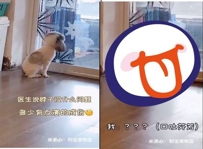 貴賓犬裝落枕博關注！主人一喊「秒歪頭」...網笑噴：送電影學院吧