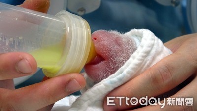 時隔6年產子！大貓熊圓圓將滿16歲「考慮封肚」　動物園回應了