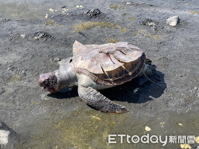 保育悲歌！　頭城海蝕平台驚見死亡綠蠵龜　採樣後掩埋