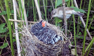 小鳥銜蟲溫馨餵「巨型寶寶」...背後竟藏「殺子之仇」！