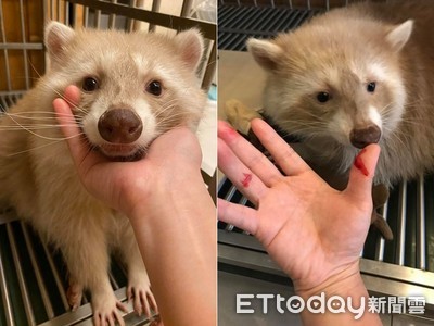 每天都在噴血！　她養浣熊6年「用愛教育」...親曝飼養眉角：信任很重要