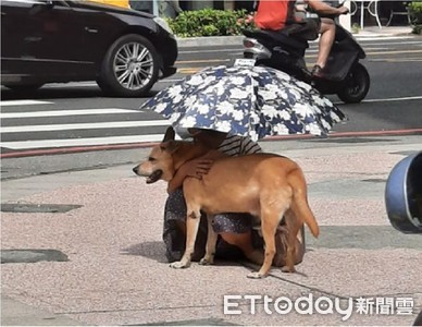 天氣好熱！阿姨路邊蹲下「替狗撐傘」　暖照萌暈網：優質主人