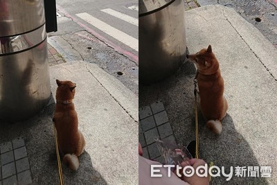 遇紅燈急煞車！精明柴「陰影處」躲太陽　網笑：不想曬成黑柴