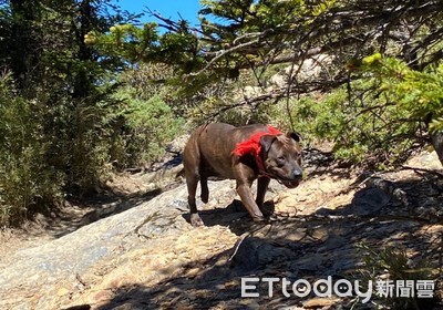 比特犬流浪3500公尺南湖圈谷「怕人→信任」　山友努力引牠下山