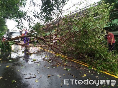 快訊／午後雷雨慘遭路樹壓倒！　台中女騎士晚間宣告不治