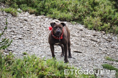 「南湖山屋比特犬」引發兩派論戰　為什麼牠不該待在山上？