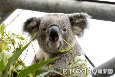 一緊張就豎耳發驅趕叫聲！動物園「減敏訓練」助習慣噪音　無尾熊廣播聽起來