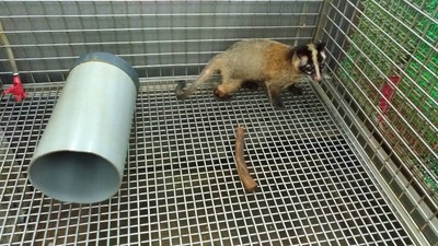 陽台傳怪聲以為遭小偷！　驚見愛犬被「闖空門白鼻心」咬傷急送醫