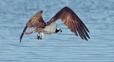 沙灘目擊恐怖巨鳥獵物　女遊客驚嚇詢問：抓走的是鯊魚寶寶嗎？