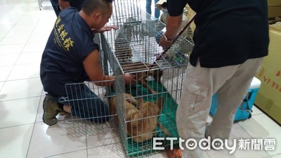 零撲殺！流浪犬貓爆量1萬6000隻　彰縣首度實施犬貓大規模結紮