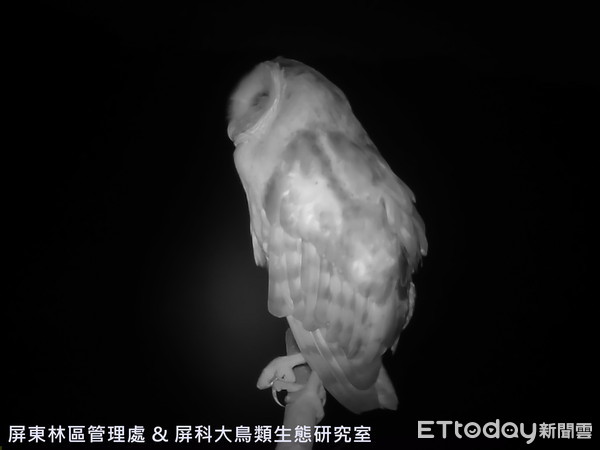 ▲台灣列入一級保育鳥類「怪鳥」草鴞出現在棲息架 。（圖／記者陳崑福翻攝）