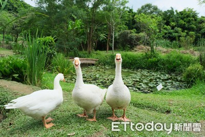 影/梅花鹿、羊免費看!桃園農場「盪鞦韆看水梯田」還有窯烤披薩DIY