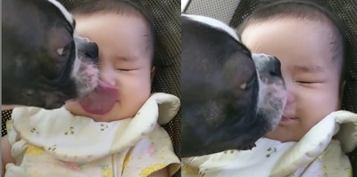 熱情汪撲上女娃舔爆! 小主人臉頰肉狂抖露無奈神情:都是口水 ...