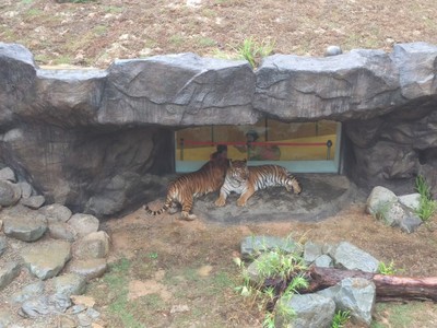 新竹市動物園「兩隻老虎」要過生日 「冰肉大蛋糕」伺候!