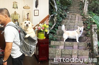 14歲汪腳退化腿軟無力爬山! 爸購包揹起牠暖喊:我們一起變老