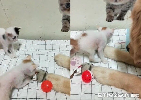 ▲屁孩金掌壓玩具不給小貓玩　「越罵越故意」手被拉開默默彈回去。（圖／有點毛毛的／飼主黃石堅）