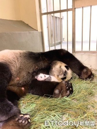 大貓熊圓圓二寶、貓熊二寶妹、貓熊柔柔。（圖／台北市立動物園提供）