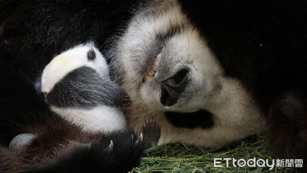 大貓熊圓圓二寶、貓熊二寶妹、貓熊柔柔。（圖／台北市立動物園提供）