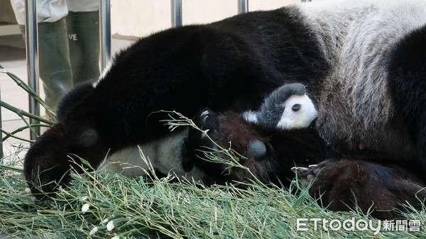 大貓熊圓圓二寶、貓熊二寶妹、貓熊柔柔。（圖／台北市立動物園提供）