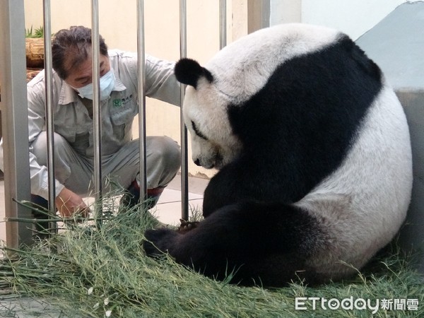 大貓熊圓圓二寶、貓熊二寶妹、貓熊柔柔。（圖／台北市立動物園提供）