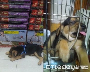 萌犬「雙手趴地」選最貴飼料！阿公冒汗買不起...網勸敗：用三倍券