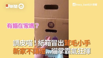 調皮飼主伸手按電鈴！　「箱內房客」貓掌霸氣狂揮：不給碰