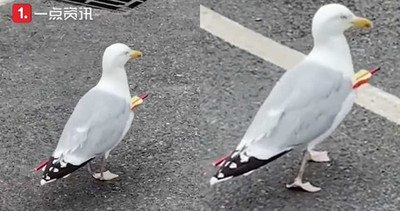 真．不死鳥！箭矢貫穿胸口　海鷗無視飛奔速食店大嗑炸雞